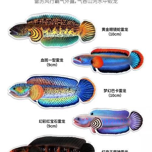 黑魔雷龍魚有哪些品種圖片（關于黑魔雷龍魚的一些基本信息）