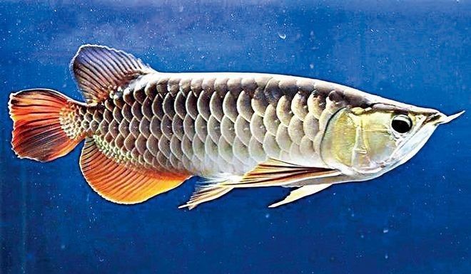 龍魚養殖基地的環保措施（魚養殖基地的環保措施）
