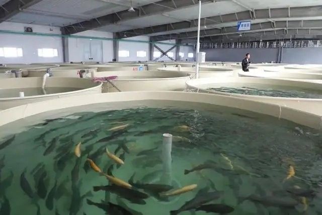 龍魚養殖基地的環保措施（魚養殖基地的環保措施）