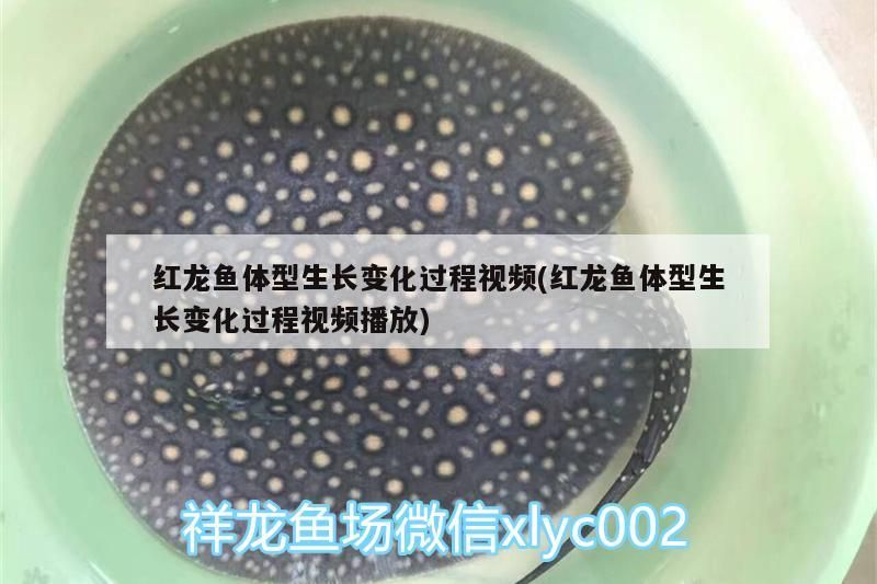 紅龍魚體型生長變化過程視頻(紅龍魚體型生長變化過程視頻播放)（紅龍魚體型生長變化過程中的紅龍魚體型生長變化過程）