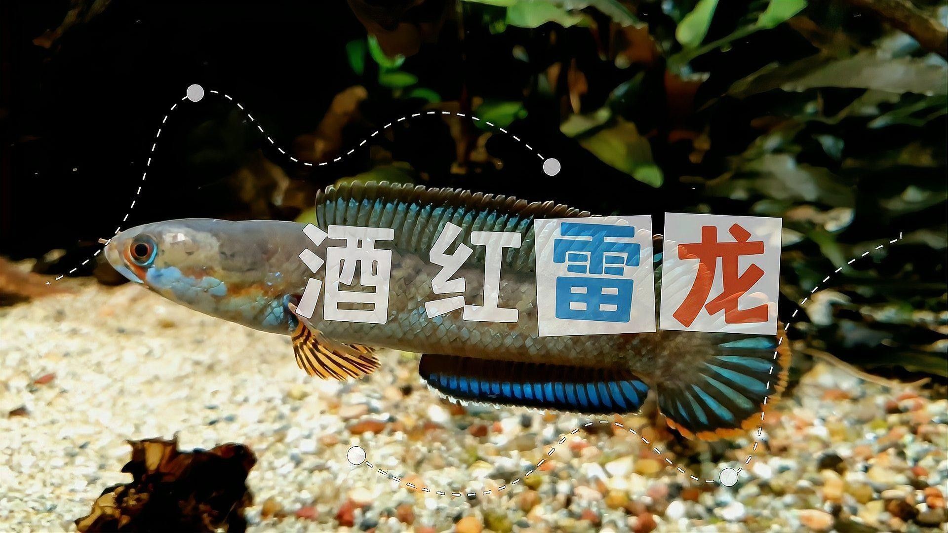 哪種小型雷龍魚繁殖最容易（(一)河北老王雷龍魚如何繁殖什么雷龍魚容易繁殖）
