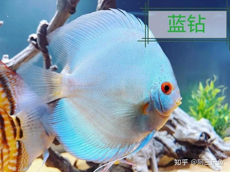 白子招財龍多久喂一次合適（白子招財龍多久喂一次食物）