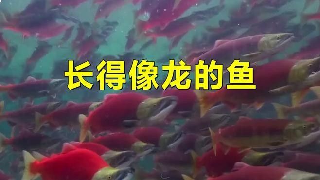 和金龍魚很像的冷水魚有哪些（冷水魚有哪些品種？） 和金龍魚很像的冷水魚有哪些（冷水魚有哪些品種？） 龍魚百科 第8張
