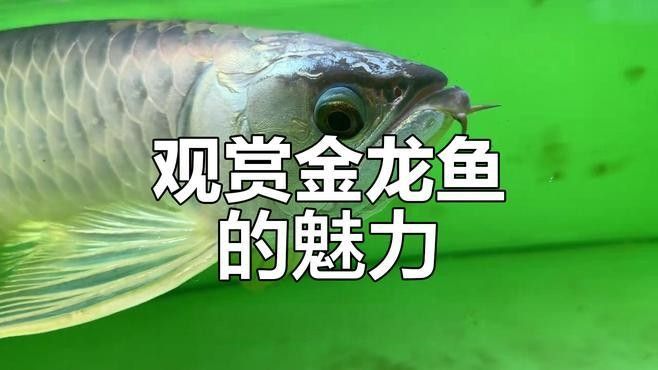 和金龍魚很像的冷水魚有哪些（冷水魚有哪些品種？） 和金龍魚很像的冷水魚有哪些（冷水魚有哪些品種？） 龍魚百科 第14張
