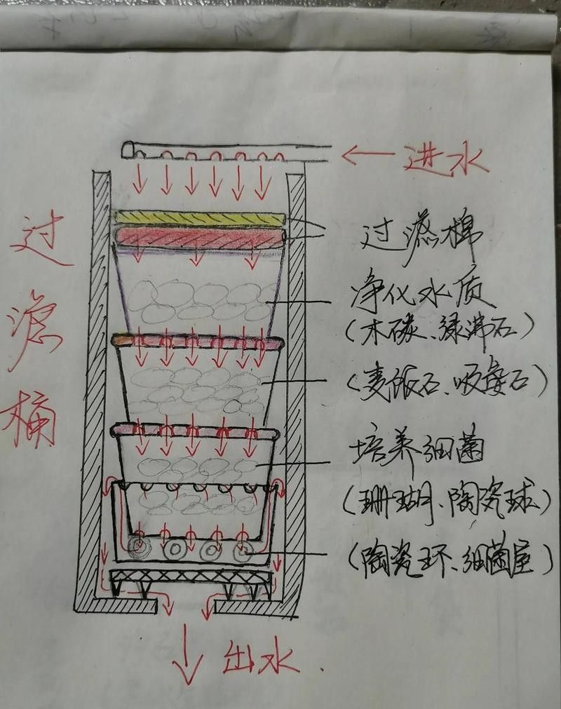 如何為紅龍魚提供穩定的水質？（家養紅龍魚的正確飼養方法）