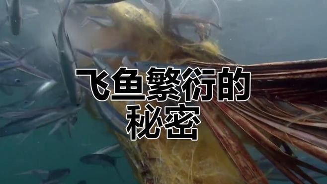 飛鳳魚如何繁殖？（飛鳳魚的繁殖過程是多久？）