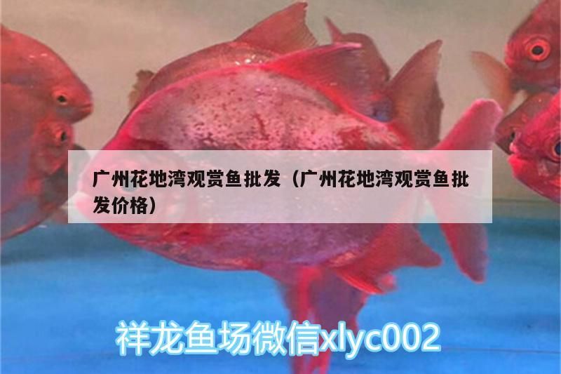廣州花地灣觀賞魚批發(fā)（廣州花地灣觀賞魚批發(fā)價格）（廣州花地灣觀賞魚批發(fā)價格）