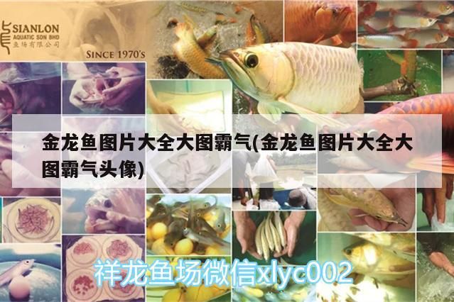 金龍魚圖片大全大圖霸氣(金龍魚圖片大全大圖霸氣頭像)（百度百科-過背金龍魚圖片大全大圖霸氣金龍魚）