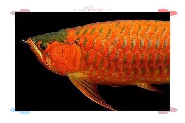 如何預防血紅龍魚掉眼
