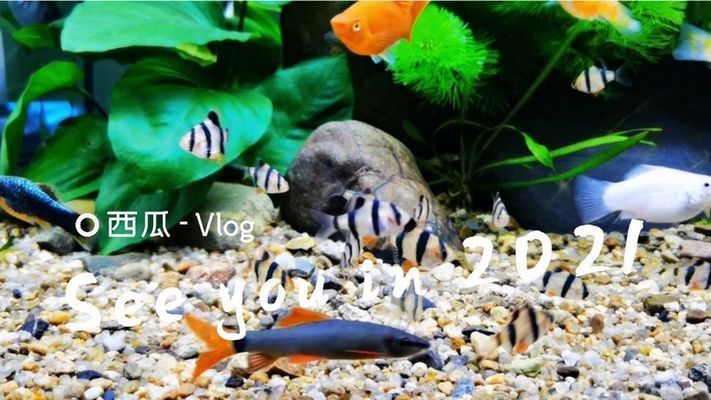 白金龍魚的飼養難度如何？，白金龍魚的飼養技術