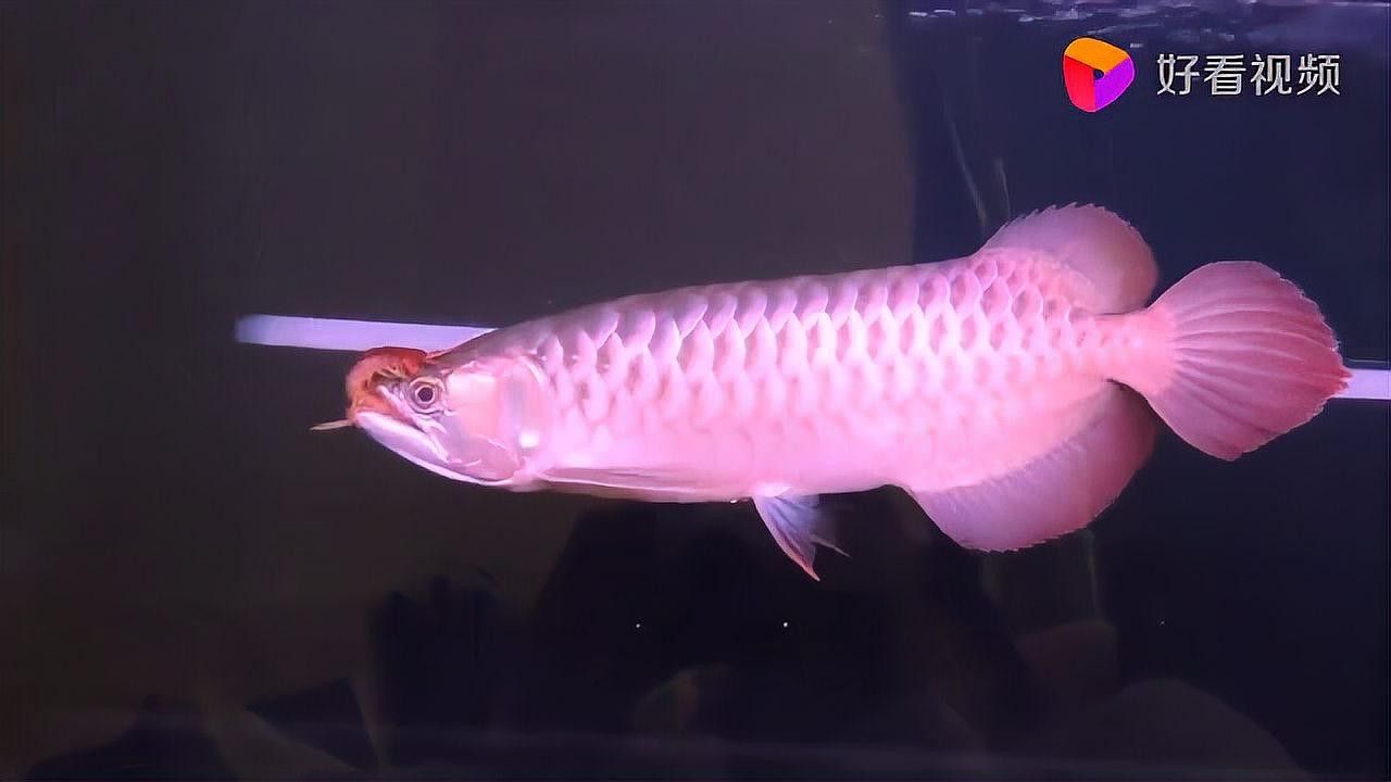金龍魚吃蜈蚣后會有哪些變化