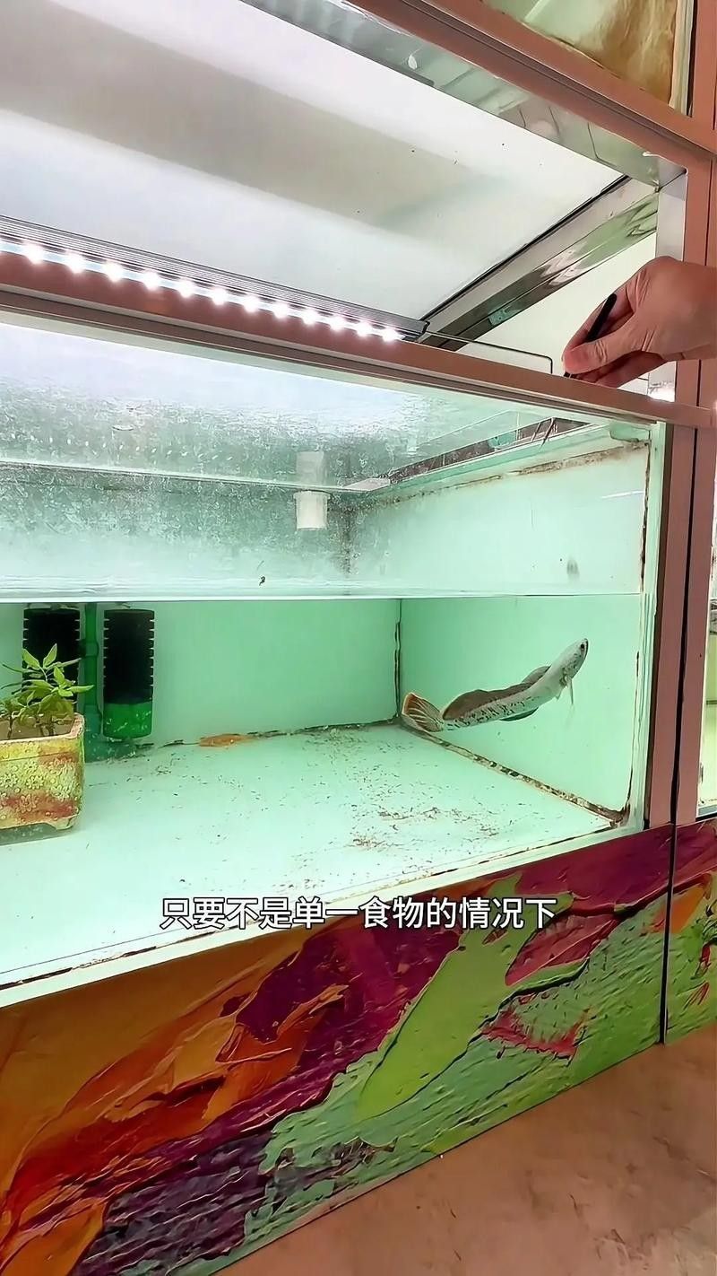 雷龍魚冬季需要喂食嗎