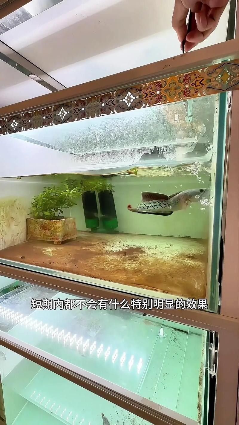 雷龍魚冬季需要喂食嗎