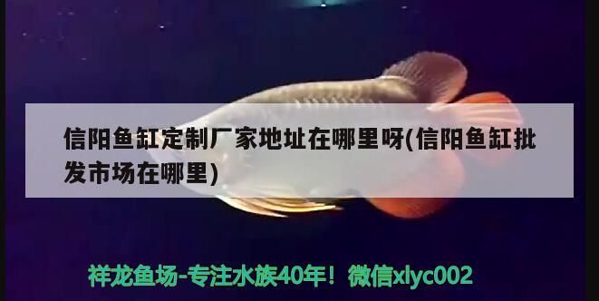 信陽魚缸定制廠家地址在哪里呀(信陽魚缸批發市場在哪里)