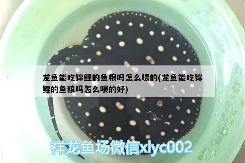 龍魚能吃錦鯉的魚糧嗎怎么喂的(龍魚能吃錦鯉的魚糧嗎怎么喂的好)