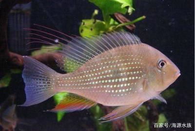 好看觀賞魚種類有哪些（觀賞魚的種類有哪些？） 好看觀賞魚種類有哪些（觀賞魚的種類有哪些？） 觀賞魚百科 第1張