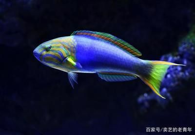 好看觀賞魚種類有哪些（觀賞魚的種類有哪些？） 好看觀賞魚種類有哪些（觀賞魚的種類有哪些？） 觀賞魚百科 第3張