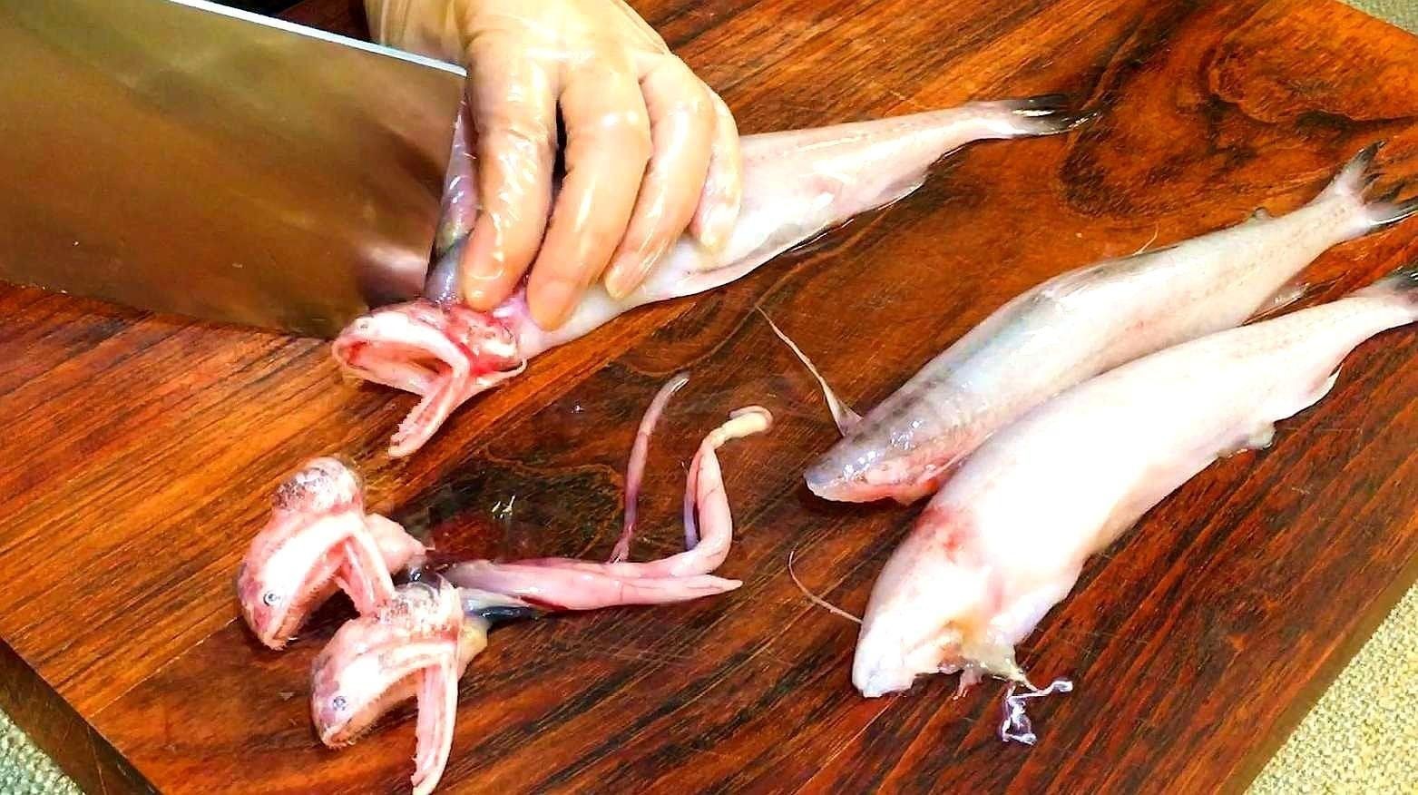 哪種做法最能保留水龍魚的鮮味 哪種做法最能保留水龍魚的鮮味 龍魚百科 第2張