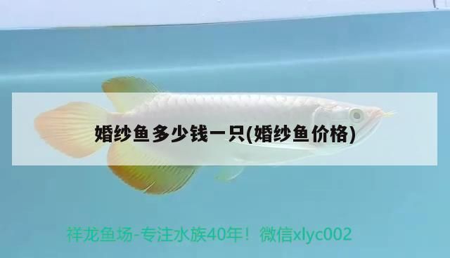 婚紗魚多少錢一只(婚紗魚價格) 婚紗魚多少錢一只(婚紗魚價格) 觀賞魚百科