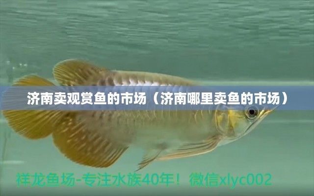 濟(jì)南觀賞魚批發(fā)市場(chǎng)：山東濟(jì)南觀賞魚批發(fā)市場(chǎng)，柏寧水族寵物市場(chǎng)全年開放嗎