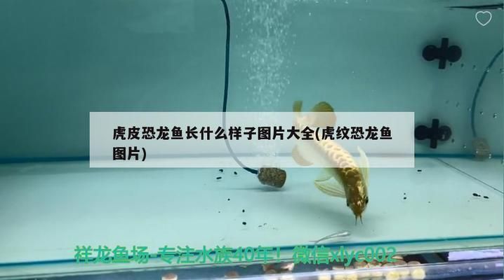 濟南觀賞魚批發市場：山東濟南觀賞魚批發市場，柏寧水族寵物市場全年開放嗎