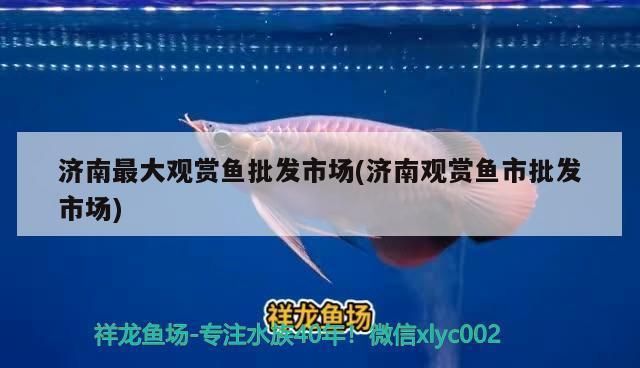 濟南觀賞魚批發市場：山東濟南觀賞魚批發市場，柏寧水族寵物市場全年開放嗎