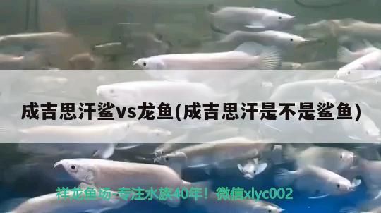 成吉思汗鯊vs龍魚(成吉思汗是不是鯊魚)