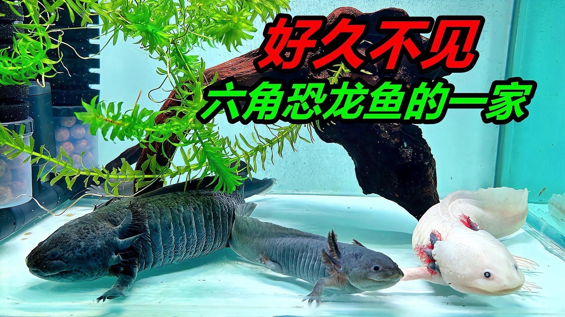 六角恐龍魚可以喂哪些食物？