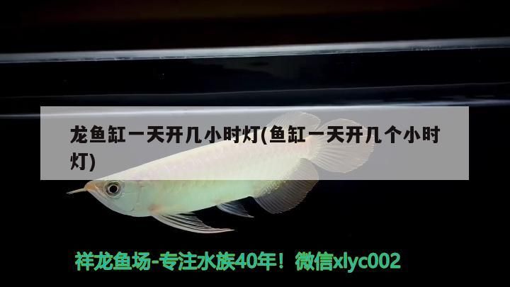 龍魚缸一天開幾小時燈(魚缸一天開幾個小時燈)