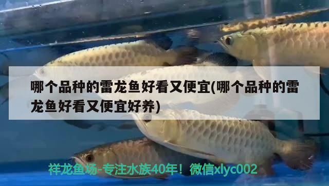 哪個品種的雷龍魚好看又便宜(哪個品種的雷龍魚好看又便宜好養)
