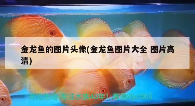 金龍魚的圖片頭像(金龍魚圖片大全圖片高清)（金龍魚圖片大全圖片大全圖片大全圖片大全圖片大全）