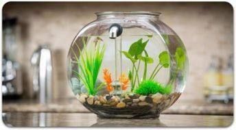 花龍魚養殖難度（關于花龍魚飼養的問題）