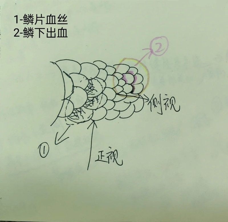 金龍魚鱗片發紅需要多久治療（金龍魚鱗片發紅的治療時間取決于多種因素）