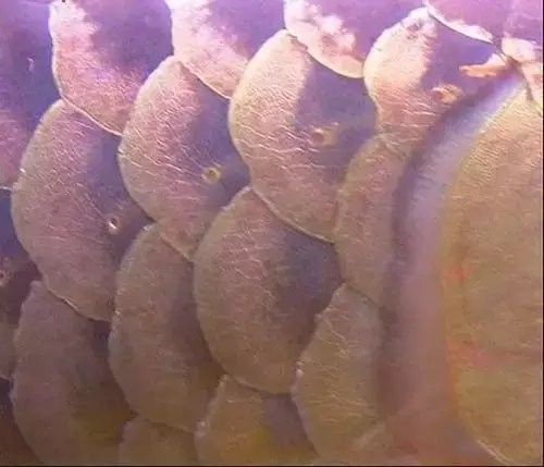金龍魚鱗片發紅需要多久治療（金龍魚鱗片發紅的治療時間取決于多種因素）