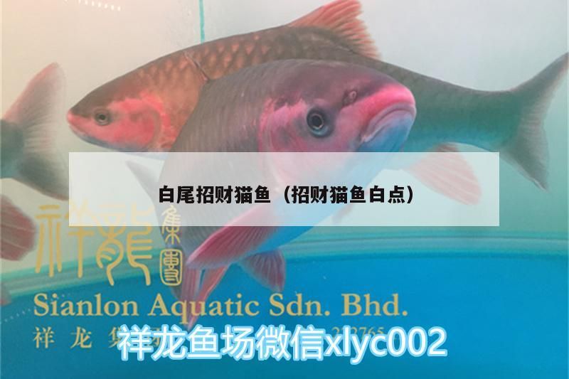 白尾招財貓魚（招財貓魚白點）