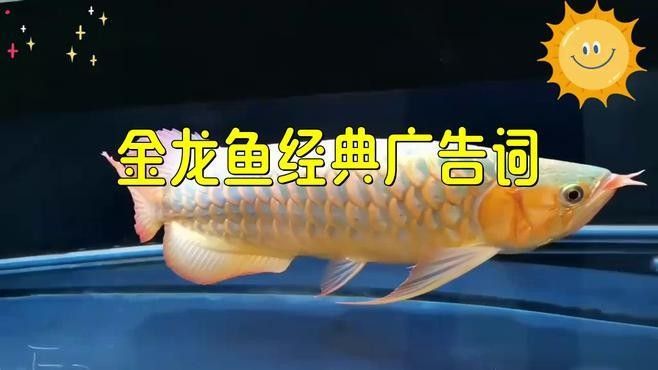 金龍魚有哪些經典的廣告語（金龍魚的經典廣告語）