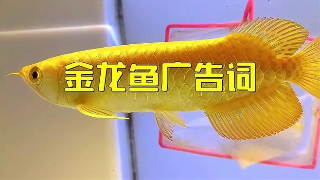 金龍魚有哪些經典的廣告語（金龍魚的經典廣告語）
