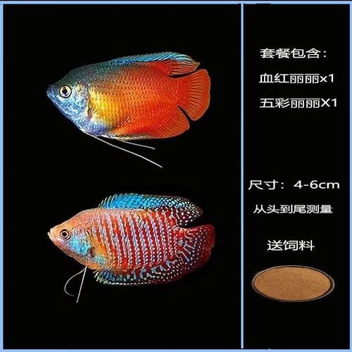 給我一些高清的黃曼龍魚圖片（如何在網(wǎng)上找到高清的黃曼龍魚）