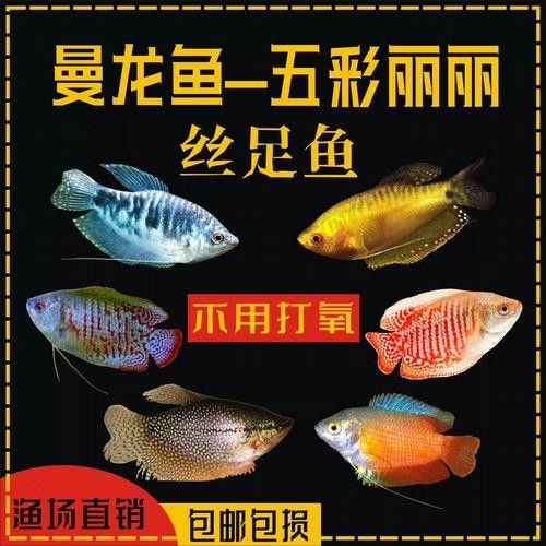 給我一些高清的黃曼龍魚圖片（如何在網(wǎng)上找到高清的黃曼龍魚）