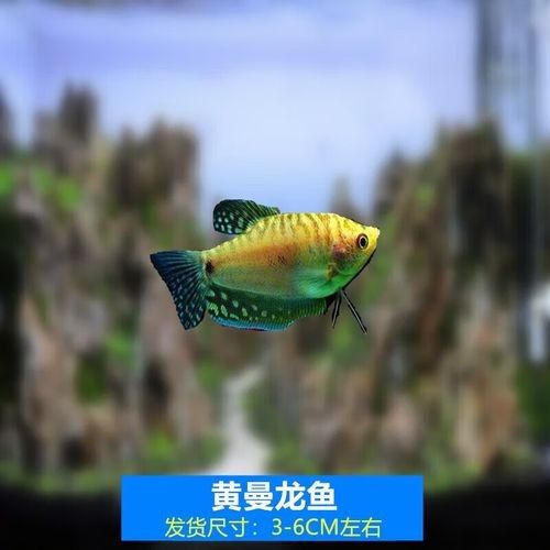 給我一些高清的黃曼龍魚圖片（如何在網(wǎng)上找到高清的黃曼龍魚）