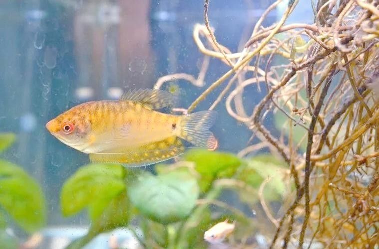 給我一些高清的黃曼龍魚圖片（如何在網(wǎng)上找到高清的黃曼龍魚）