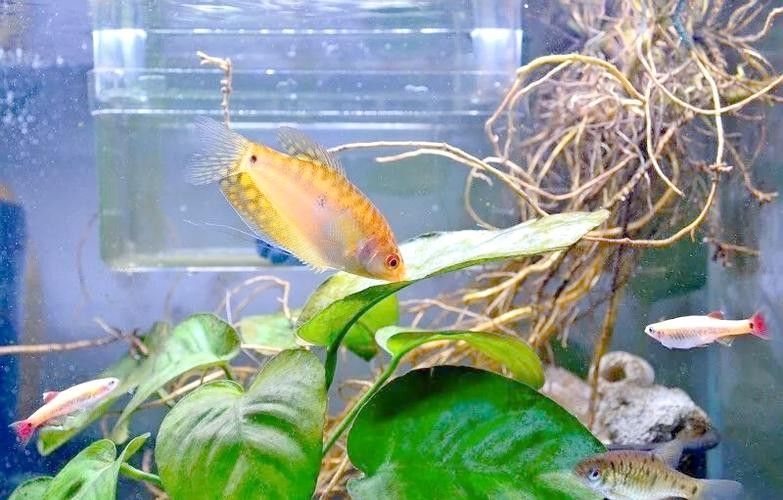 給我一些高清的黃曼龍魚圖片（如何在網(wǎng)上找到高清的黃曼龍魚）