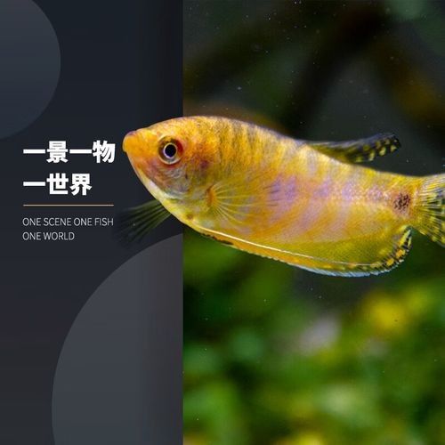 給我一些高清的黃曼龍魚圖片（如何在網(wǎng)上找到高清的黃曼龍魚）