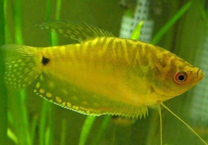 給我一些高清的黃曼龍魚圖片（如何在網(wǎng)上找到高清的黃曼龍魚）