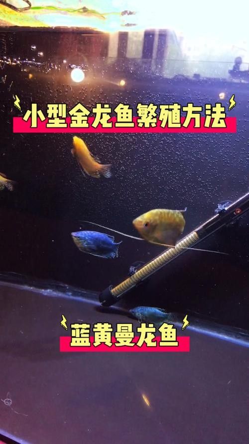 給我一些高清的黃曼龍魚圖片（如何在網(wǎng)上找到高清的黃曼龍魚）