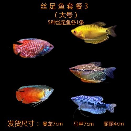 給我一些高清的黃曼龍魚圖片（如何在網(wǎng)上找到高清的黃曼龍魚）