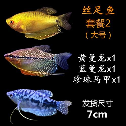 給我一些高清的黃曼龍魚圖片（如何在網(wǎng)上找到高清的黃曼龍魚）