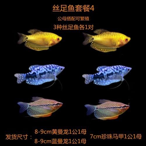 給我一些高清的黃曼龍魚圖片（如何在網(wǎng)上找到高清的黃曼龍魚）