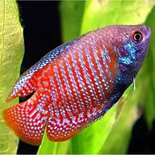 給我一些高清的黃曼龍魚圖片（如何在網(wǎng)上找到高清的黃曼龍魚）