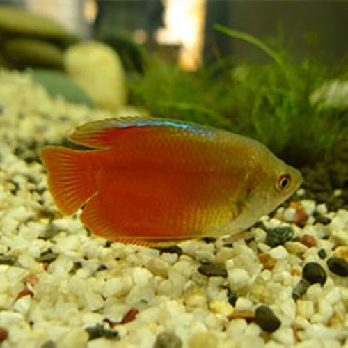 給我一些高清的黃曼龍魚圖片（如何在網(wǎng)上找到高清的黃曼龍魚）
